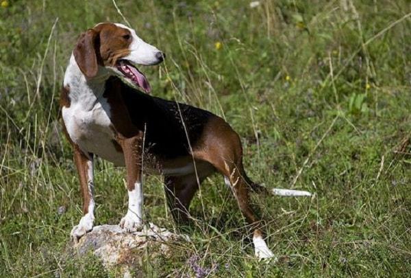 Serbian Tricolour Hound Dog Breed Image 4