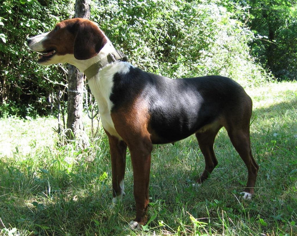 Serbian Tricolour Hound Dog Breed Image 5