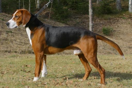 Serbian Tricolour Hound Dog Breed Image 7