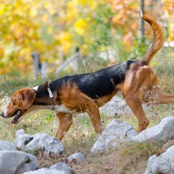 Serbian Tricolour Hound Dog Breed Image 8