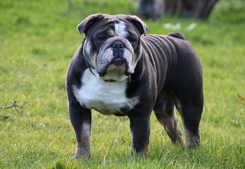 Serrano BullDog Breed Image 14