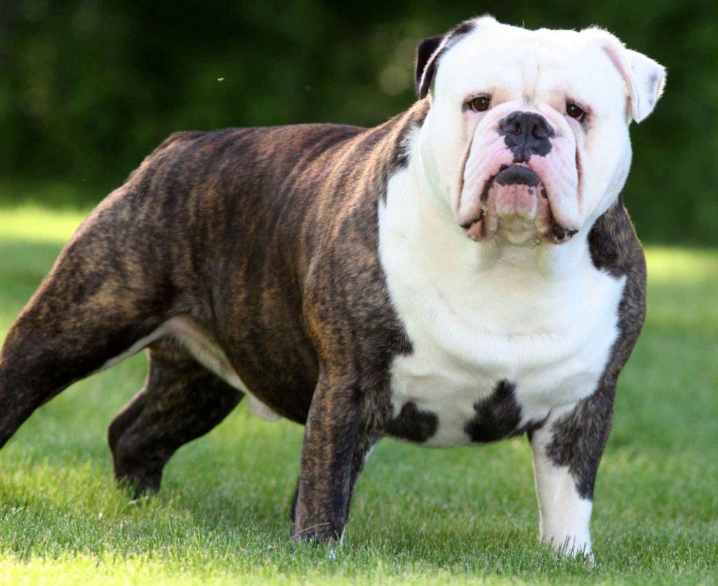 Serrano BullDog Breed Image 15