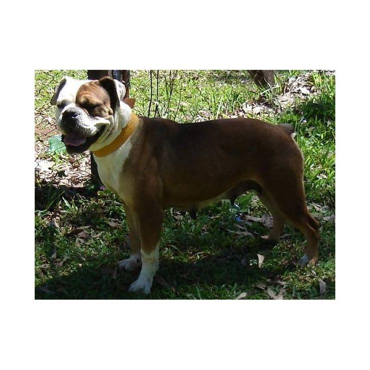 Serrano BullDog Breed Image 16