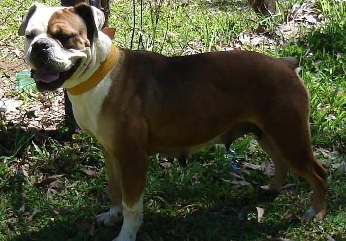 Serrano BullDog Breed Image 3