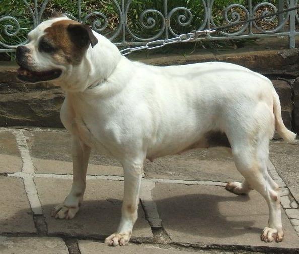 Serrano BullDog Breed Image 9