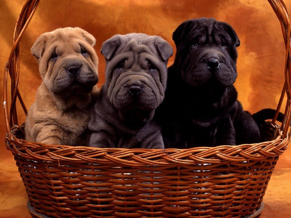 Shar Pei Dog Breed Image 10