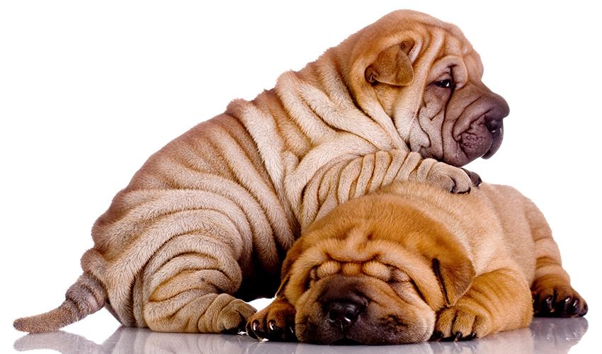 Shar Pei Dog Breed Image 12