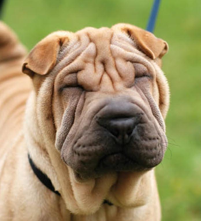 Shar Pei Dog Breed Image 14