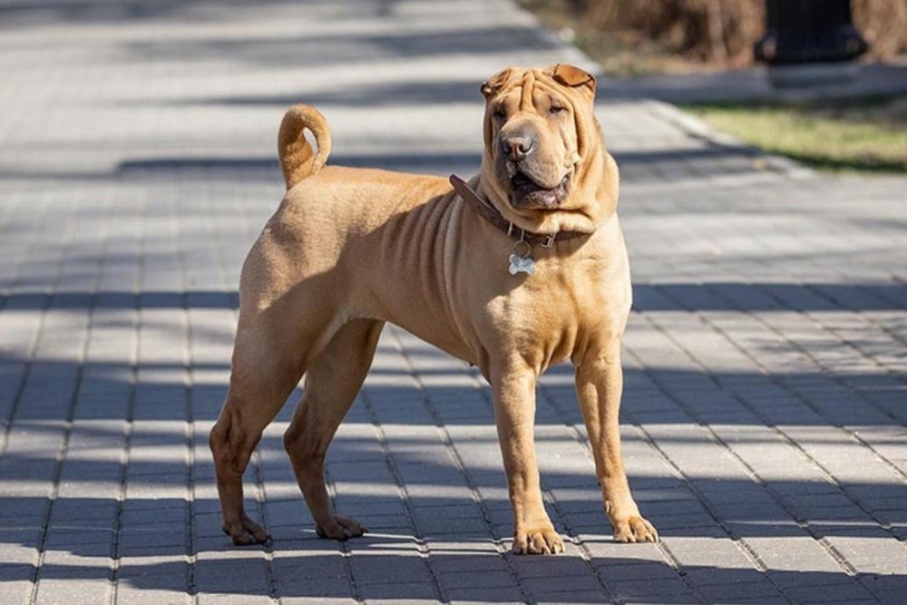 Shar Pei Dog Breed Image 3