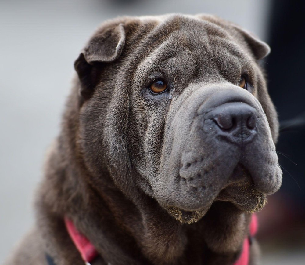 Shar Pei Dog Breed Image 8