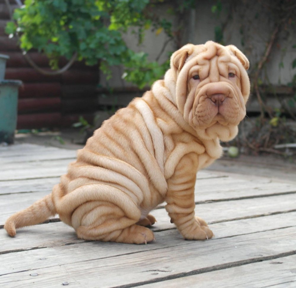 Shar Pei Dog Breed Image 9