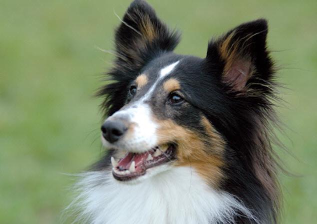 Shetland SheepDog Breed Image 11