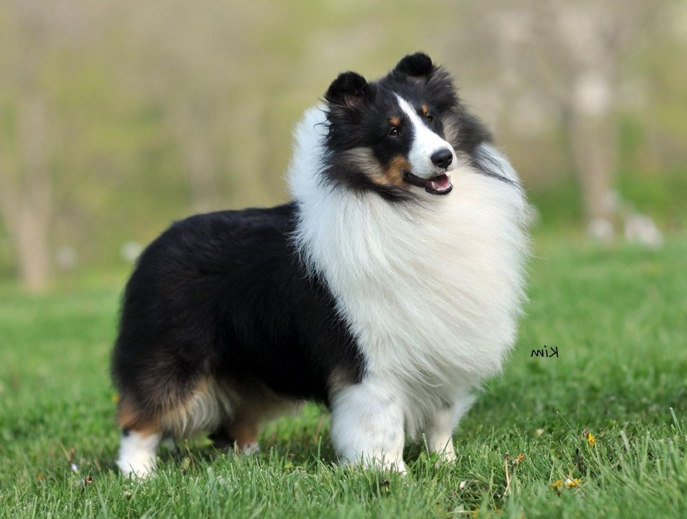 Shetland SheepDog Breed Image 12