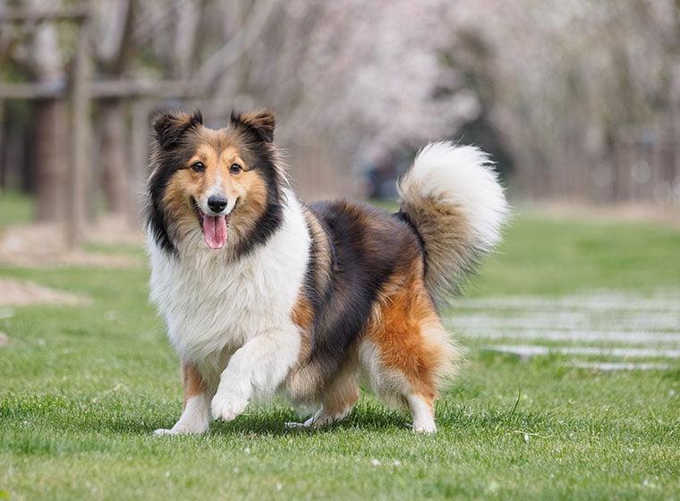 Shetland SheepDog Breed Image 14