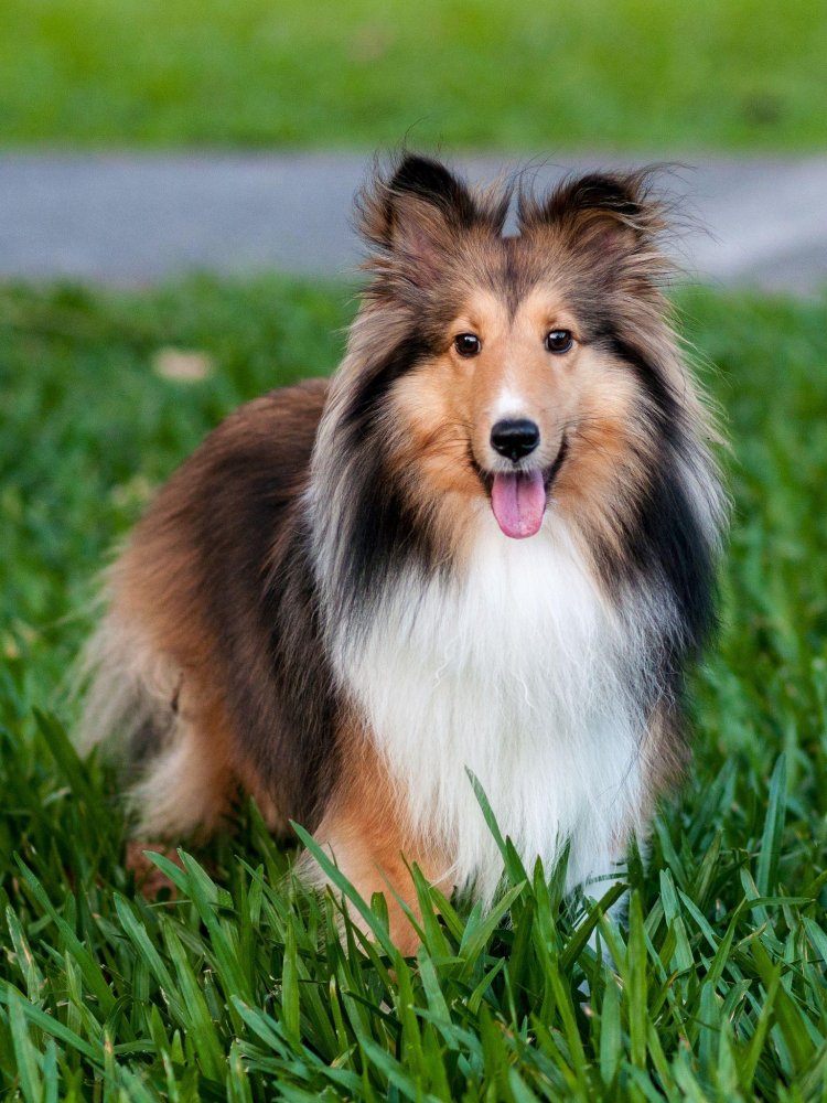 Shetland SheepDog Breed Image 16