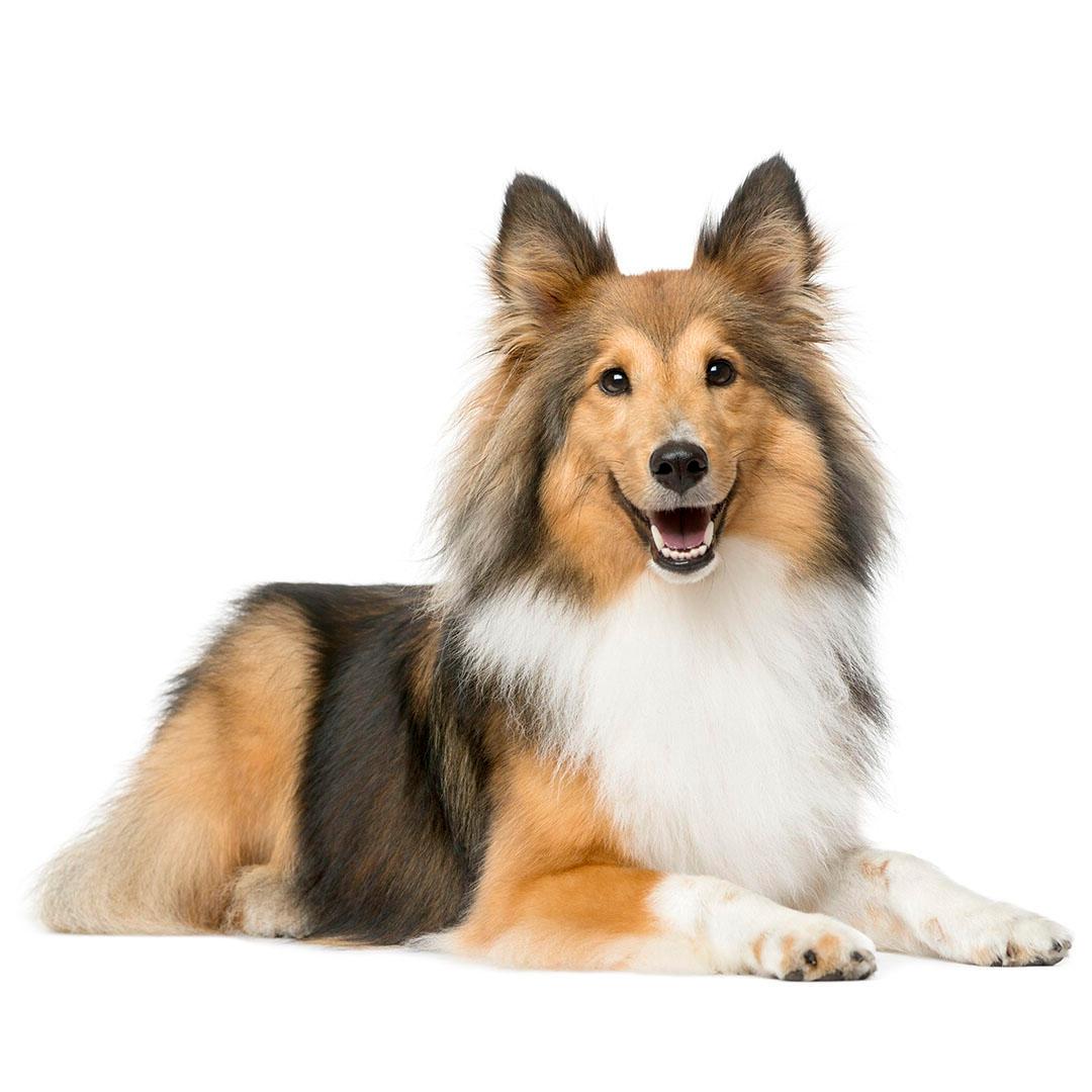 Shetland SheepDog Breed Image 18