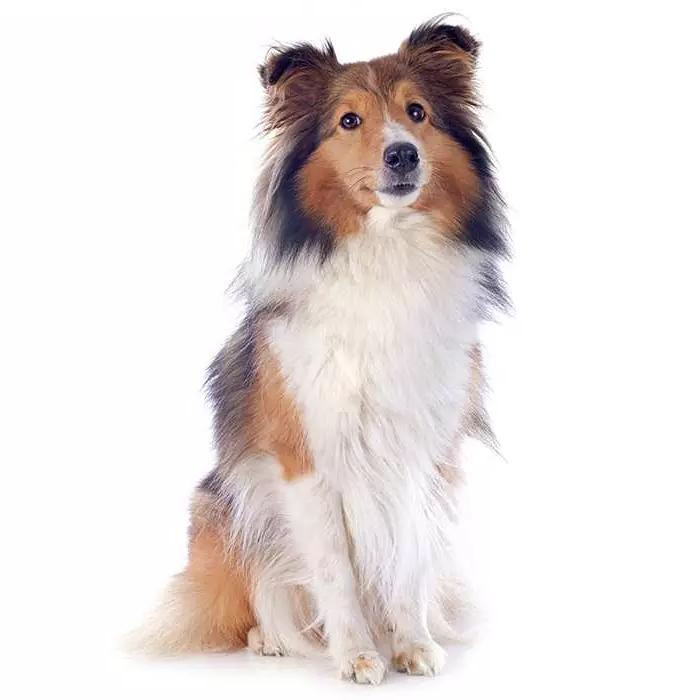 Shetland SheepDog Breed Image 20