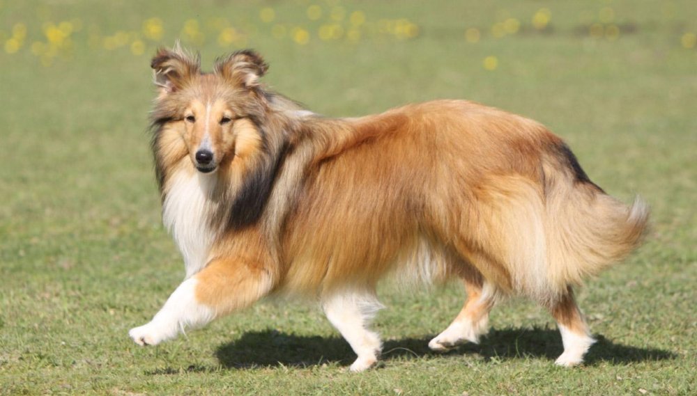 Shetland SheepDog Breed Image 3