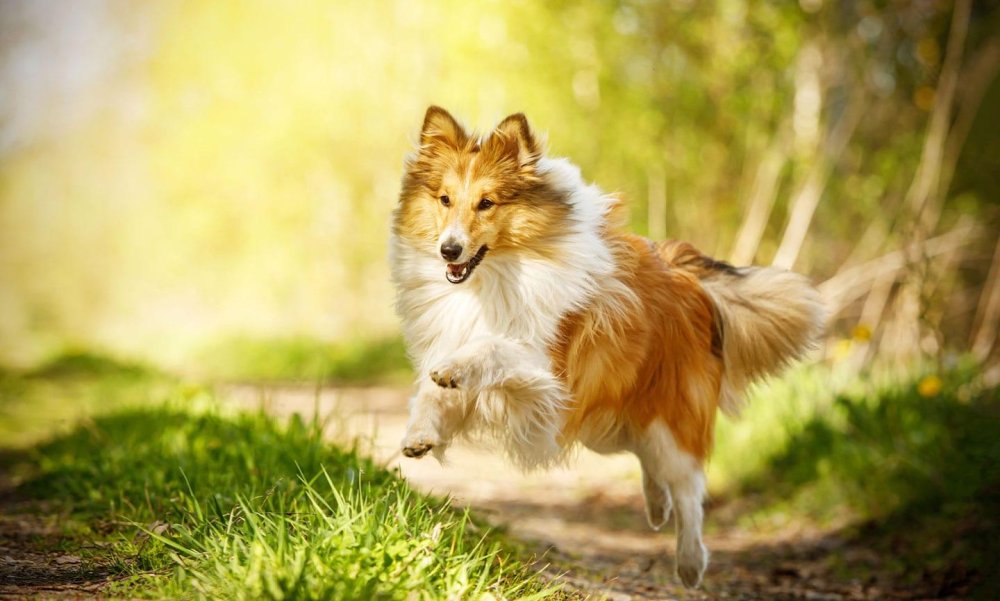 Shetland SheepDog Breed Image 6