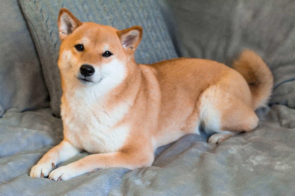 Shiba Inu Dog Breed Image 1