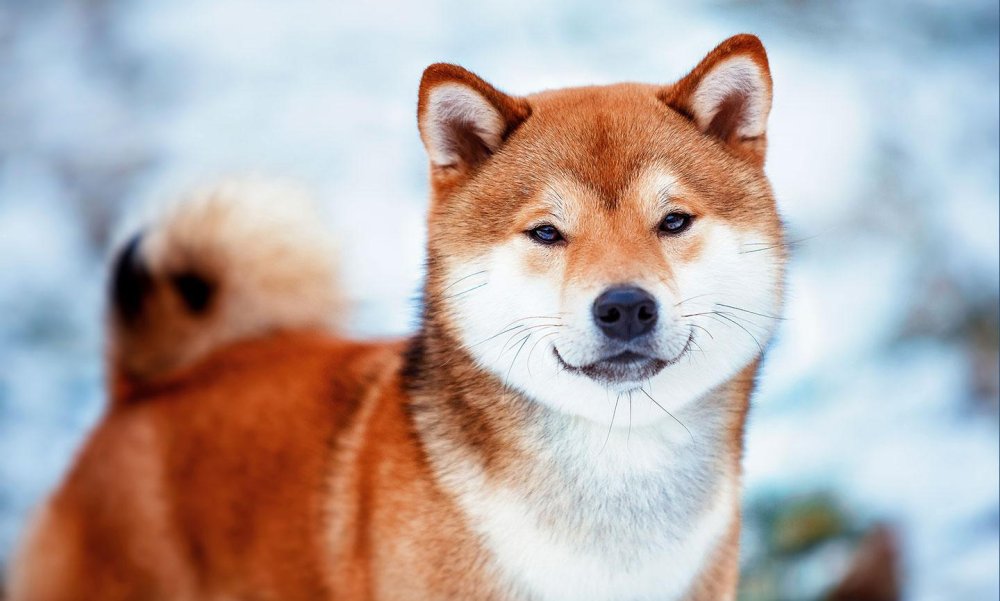 Shiba Inu Dog Breed Image 10