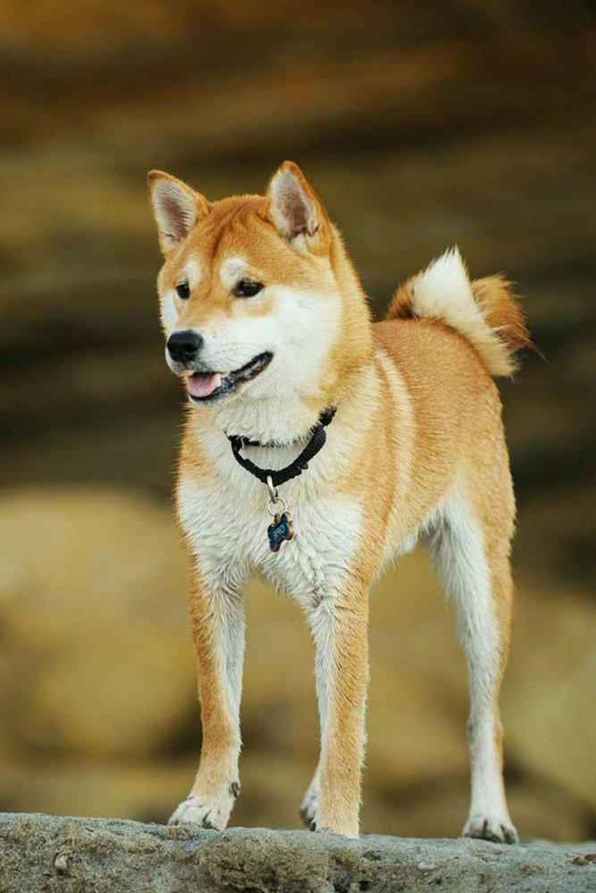 Shiba Inu Dog Breed Image 4