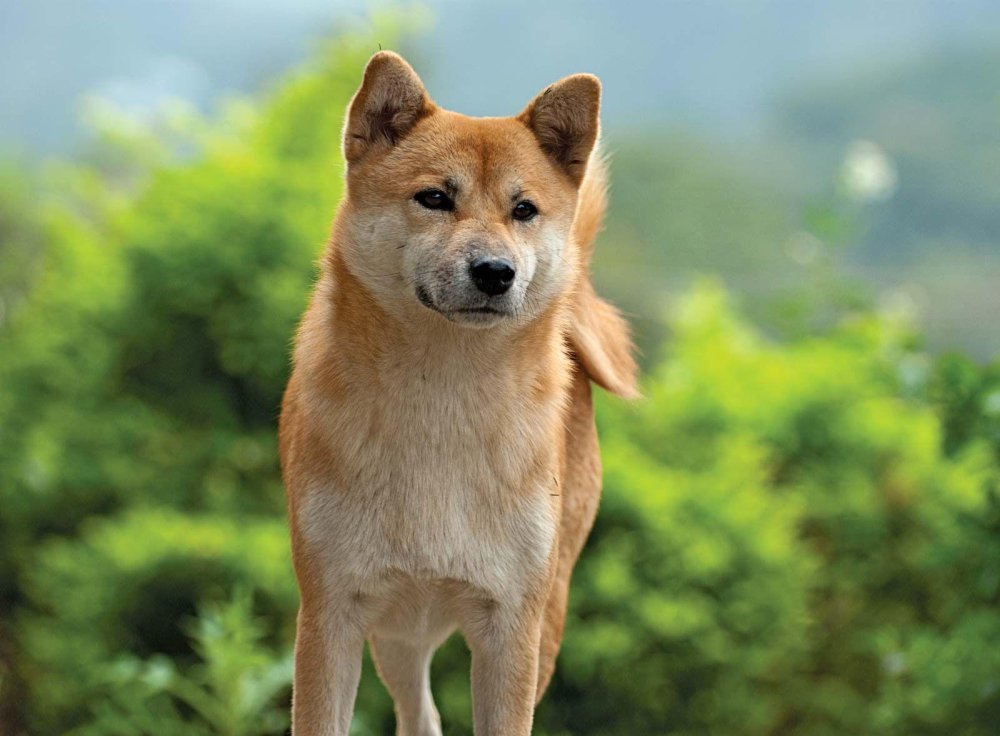 Shiba Inu Dog Breed Image 6