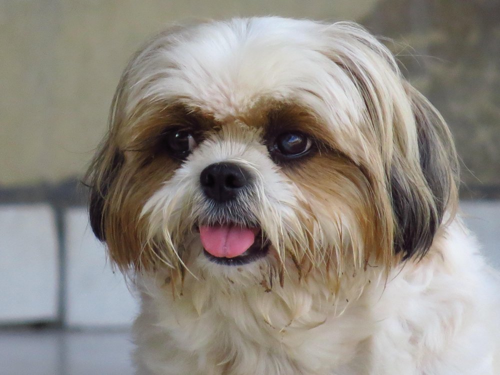 Shih Tzu Dog Breed Image 1