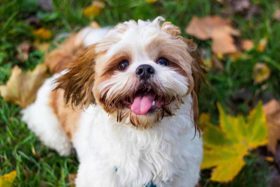 Shih Tzu Dog Breed Image 13