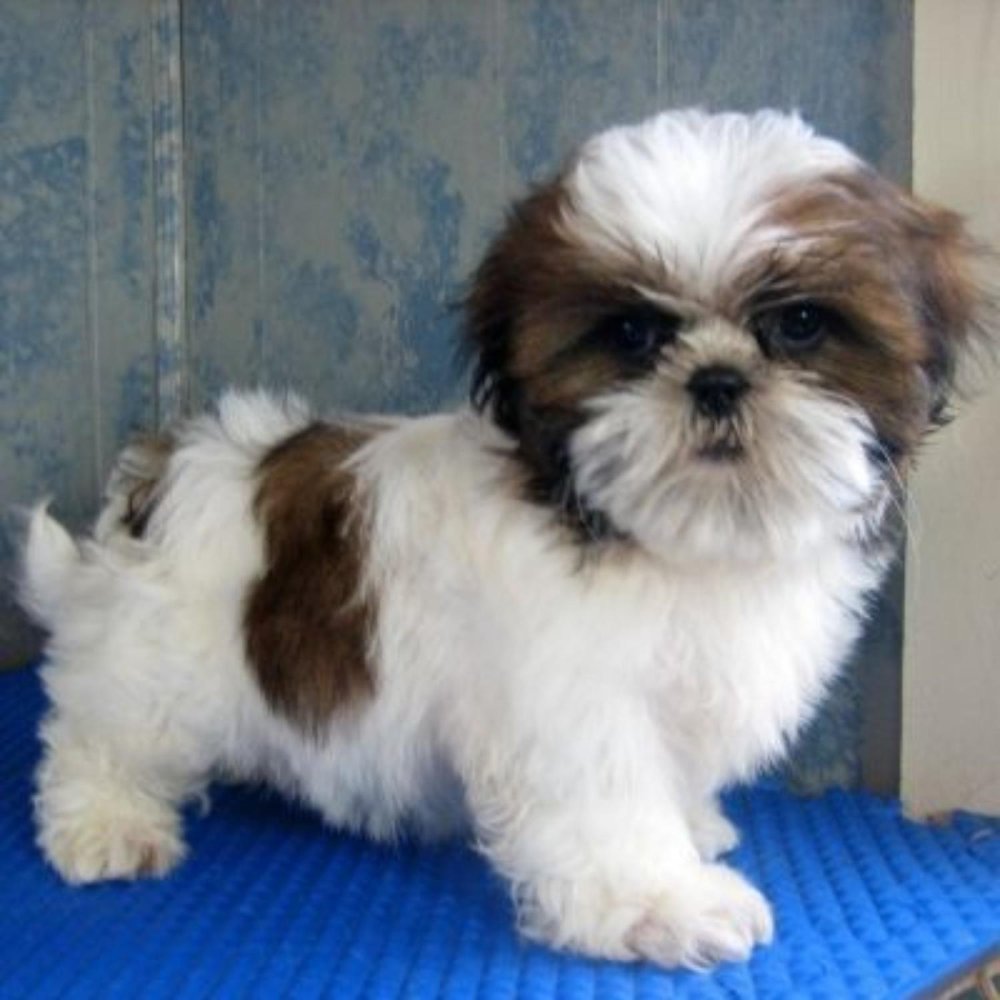 Shih Tzu Dog Breed Image 16