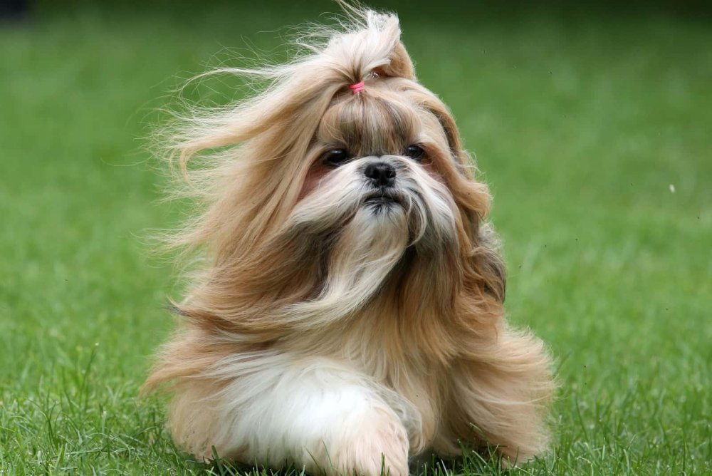 Shih Tzu Dog Breed Image 18