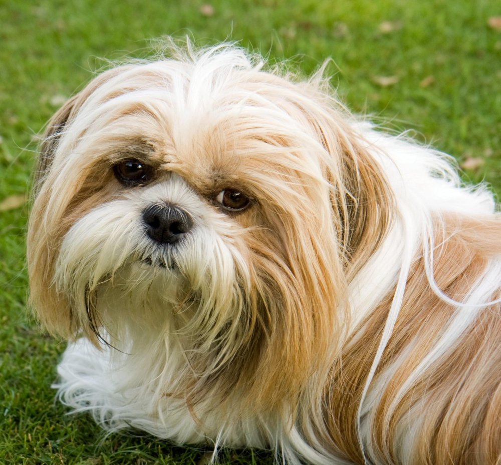 Shih Tzu Dog Breed Image 5