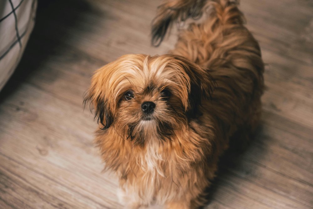 Shih Tzu Dog Breed Image 8