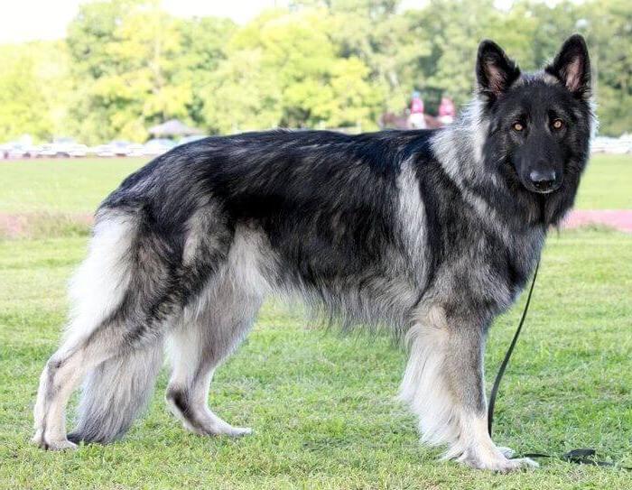 Shiloh Shepherd Dog Breed Image 1