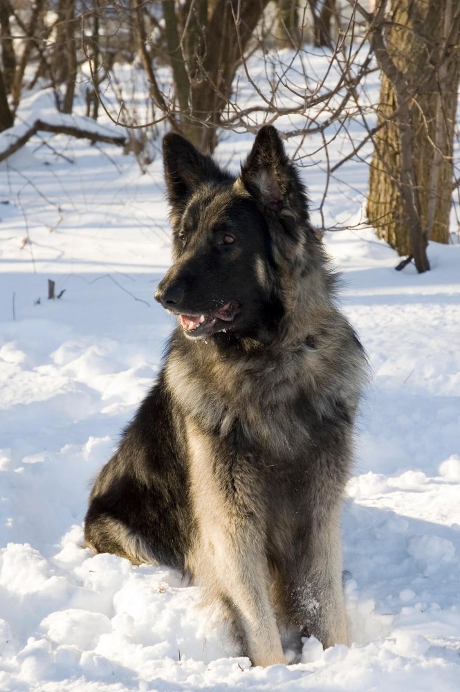 Shiloh Shepherd Dog Breed Image 10