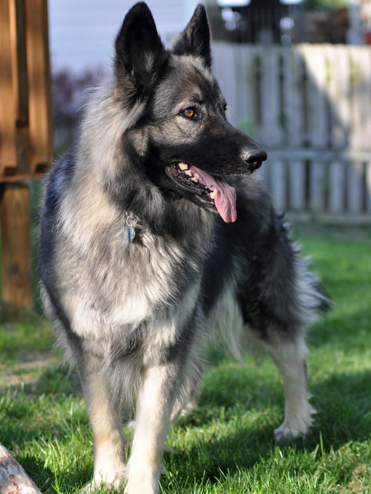 Shiloh Shepherd Dog Breed Image 19