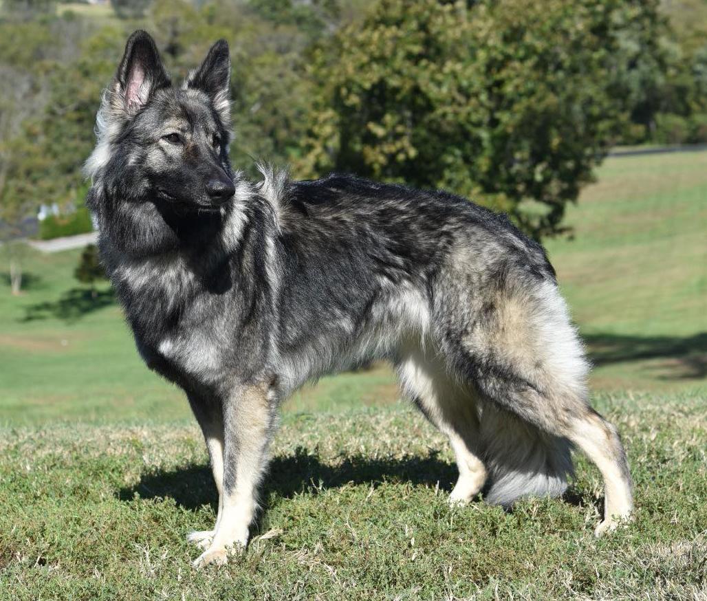 Shiloh Shepherd Dog Breed Image 20