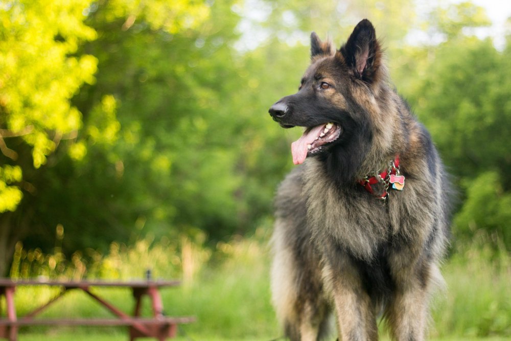 Shiloh Shepherd Dog Breed Image 6