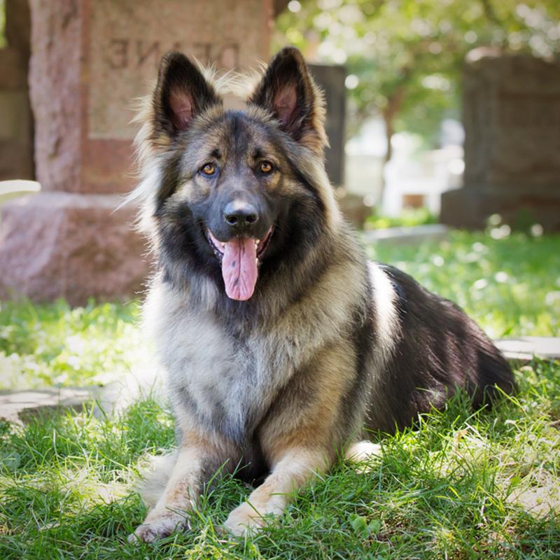 Shiloh Shepherd Dog Breed Image 8