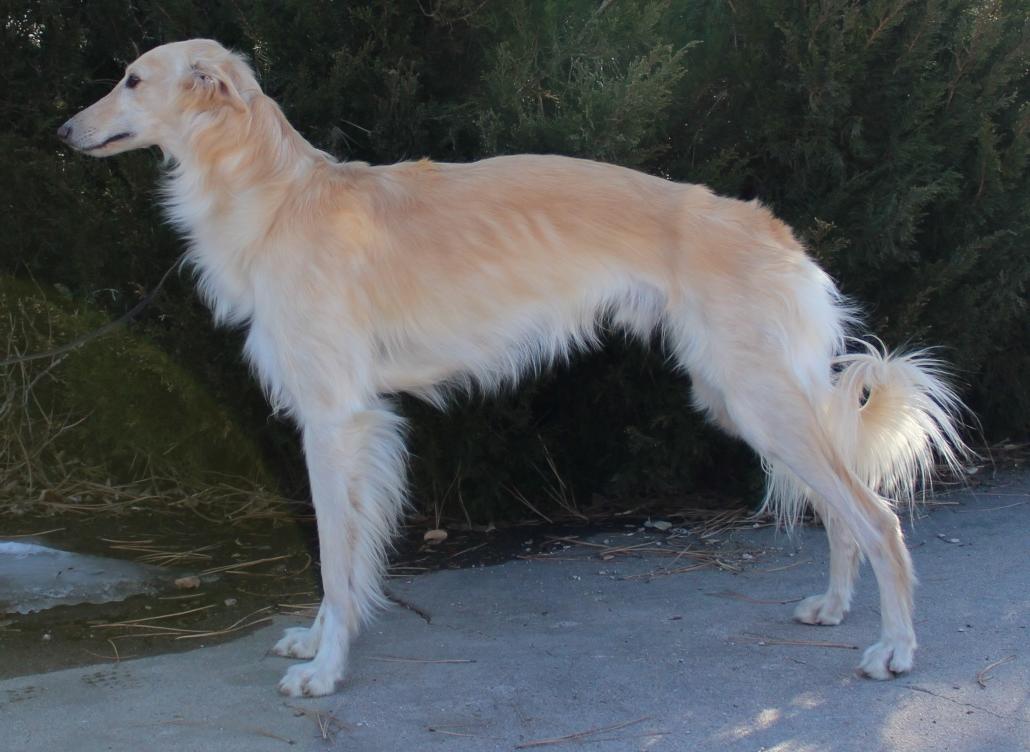 Silken Windhound Dog Breed Image 1