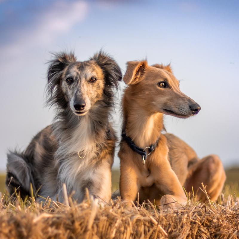 Silken Windhound Dog Breed Image 15