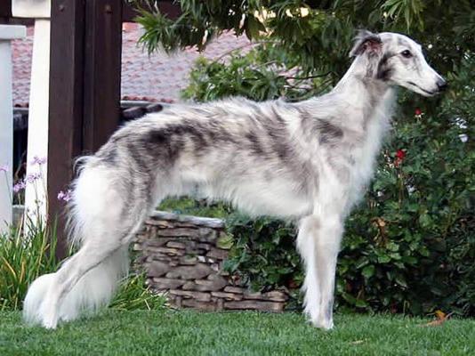 Silken Windhound Dog Breed Image 16