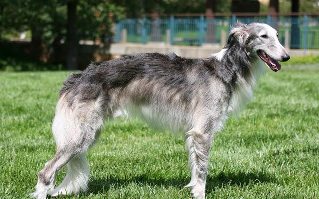 Silken Windhound Dog Breed Image 17