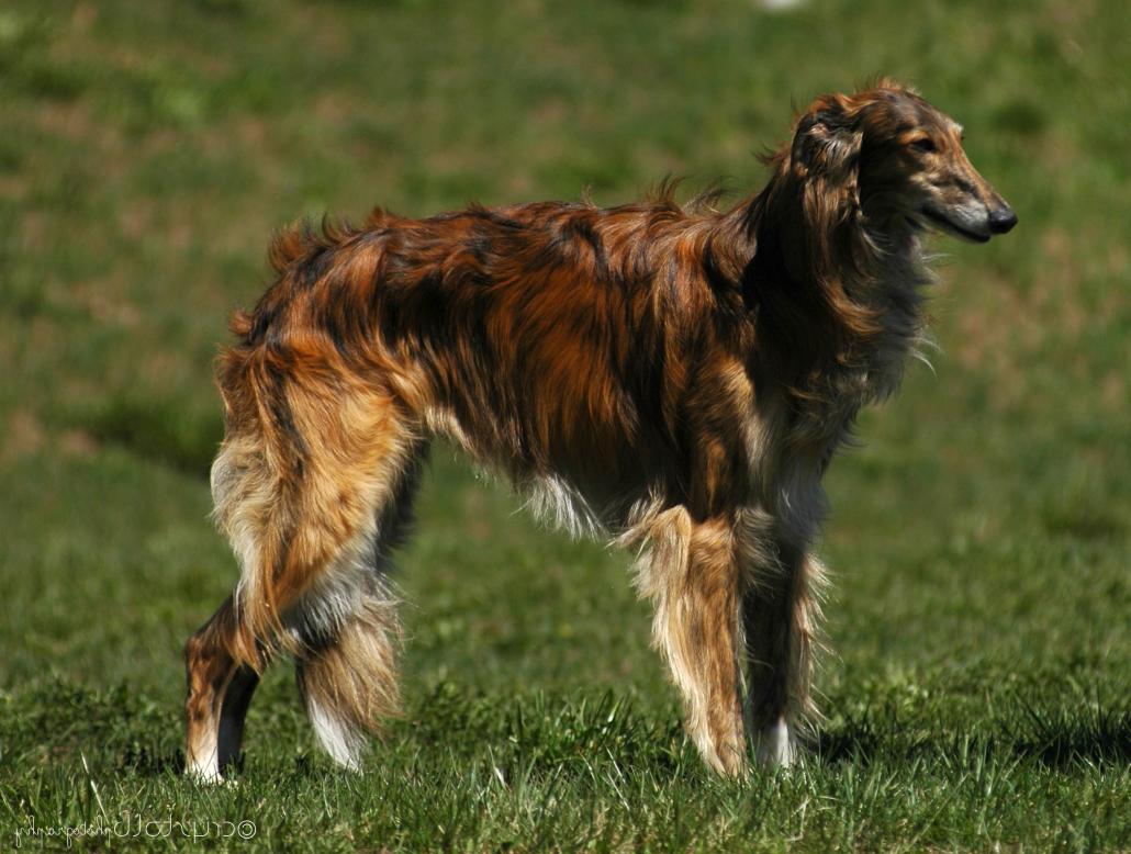 Silken Windhound Dog Breed Image 18