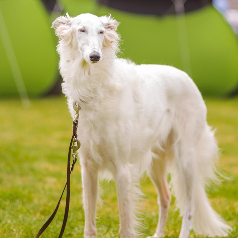 Silken Windhound Dog Breed Image 3