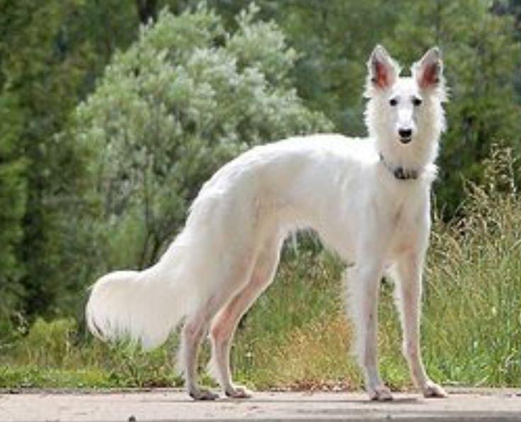 Silken Windhound Dog Breed Image 5