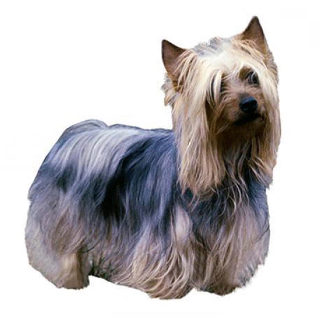 Silky Terrier Dog Breed Image 13