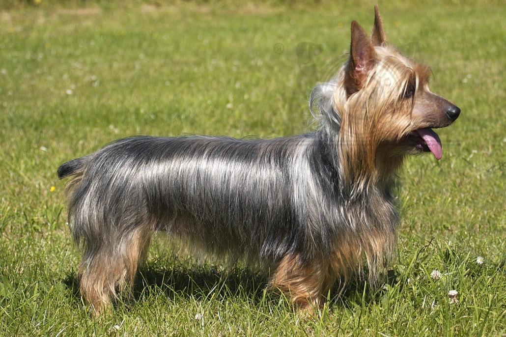 Silky Terrier Dog Breed Image 16