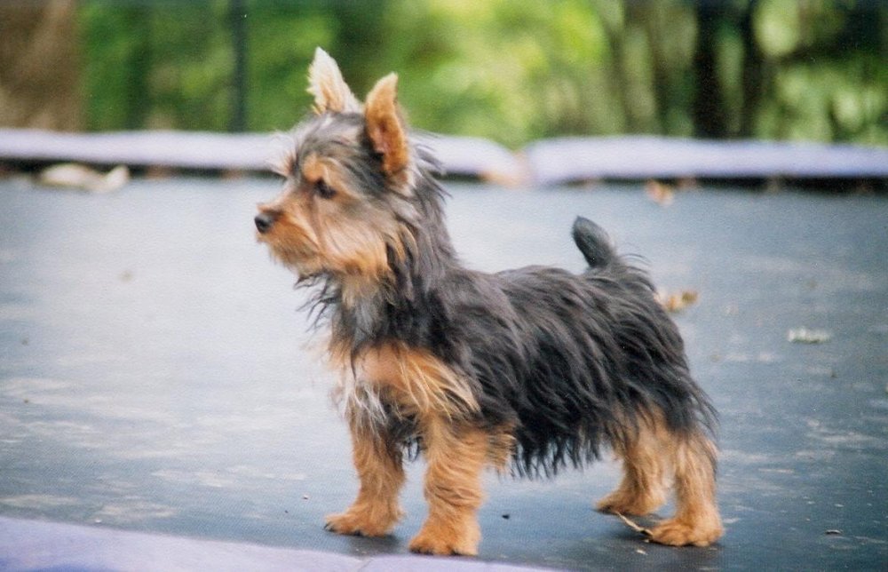 Silky Terrier Dog Breed Image 17