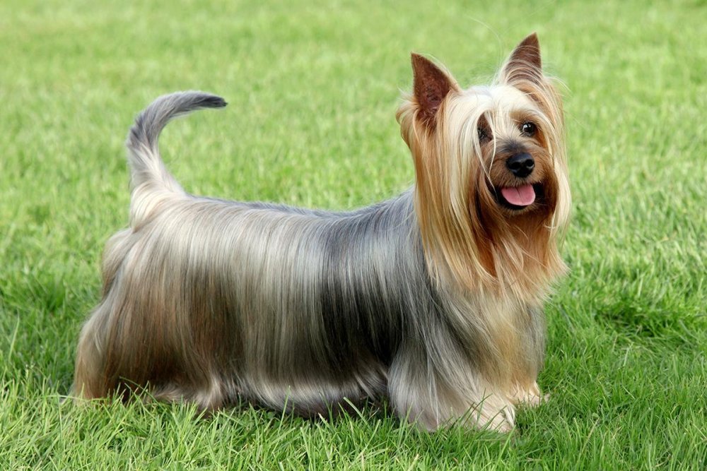 Silky Terrier Dog Breed Image 3